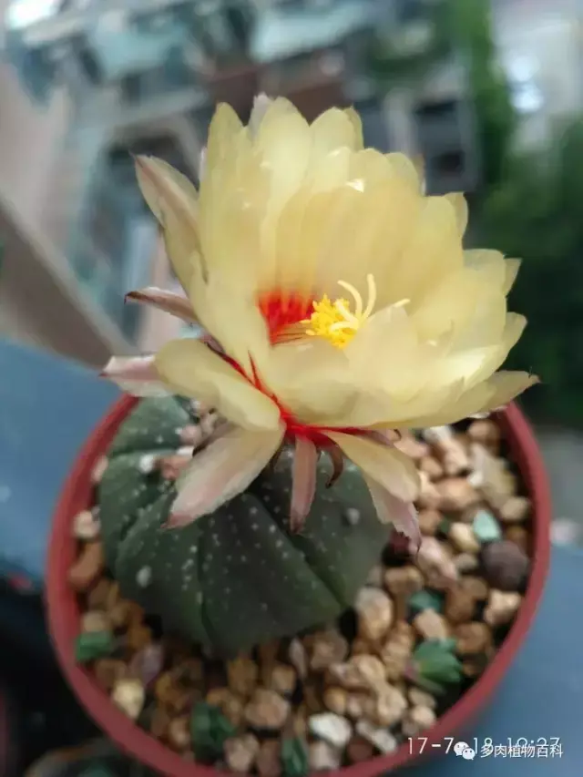 碧玉莲如何度夏,碧玉莲叶子瘪了怎么办? 碧玉莲如何度夏,碧玉莲叶子瘪了怎么办?