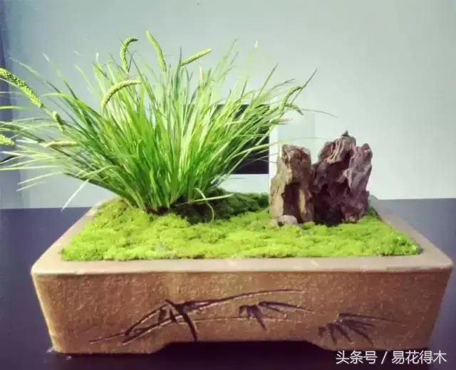 花菖蒲怎么修剪，菖蒲开花图片?
