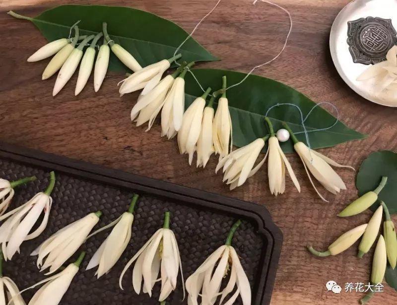 白兰花什么时候开花，地栽白兰花过冬?