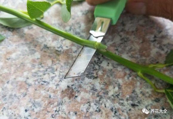 茶梅怎么扦插，茶梅扦插生根最快方法?
