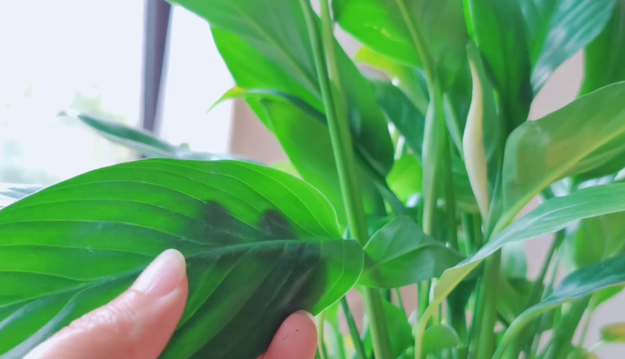 白掌叶子长势茂盛就是不开花的原因,形容花草长得十分茂盛? 白掌叶子长势茂盛就是不开花的原因,形容花草长得十分茂盛?