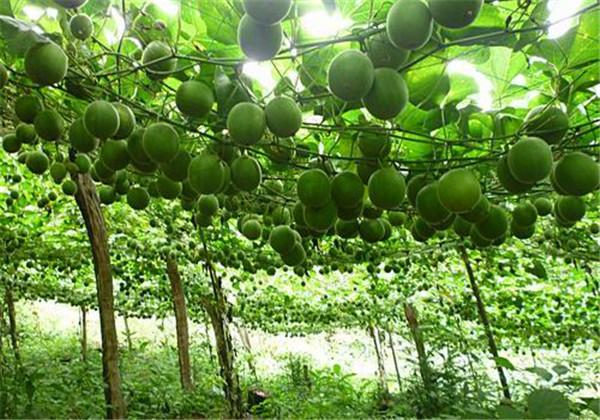 罗汉果（野栝楼）种植方法，教你栽培技术和防治措施