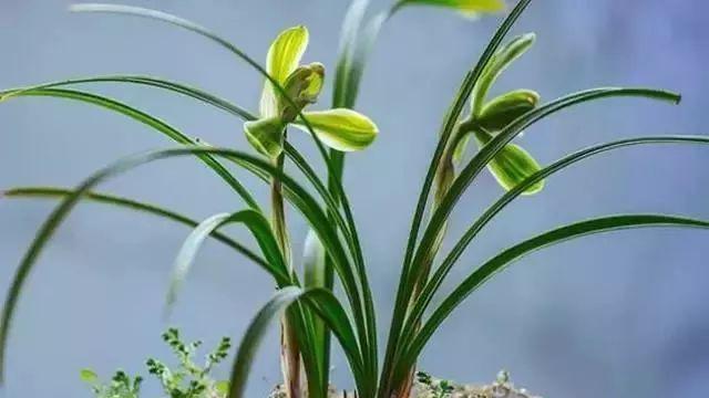 兰花花苞一直不开花的原因和处理方法，带花苞的兰花怎样上盆？