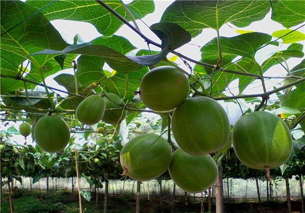 罗汉果（野栝楼）种植方法，教你栽培技术和防治措施