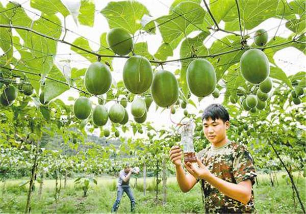 罗汉果（野栝楼）种植方法，教你栽培技术和防治措施