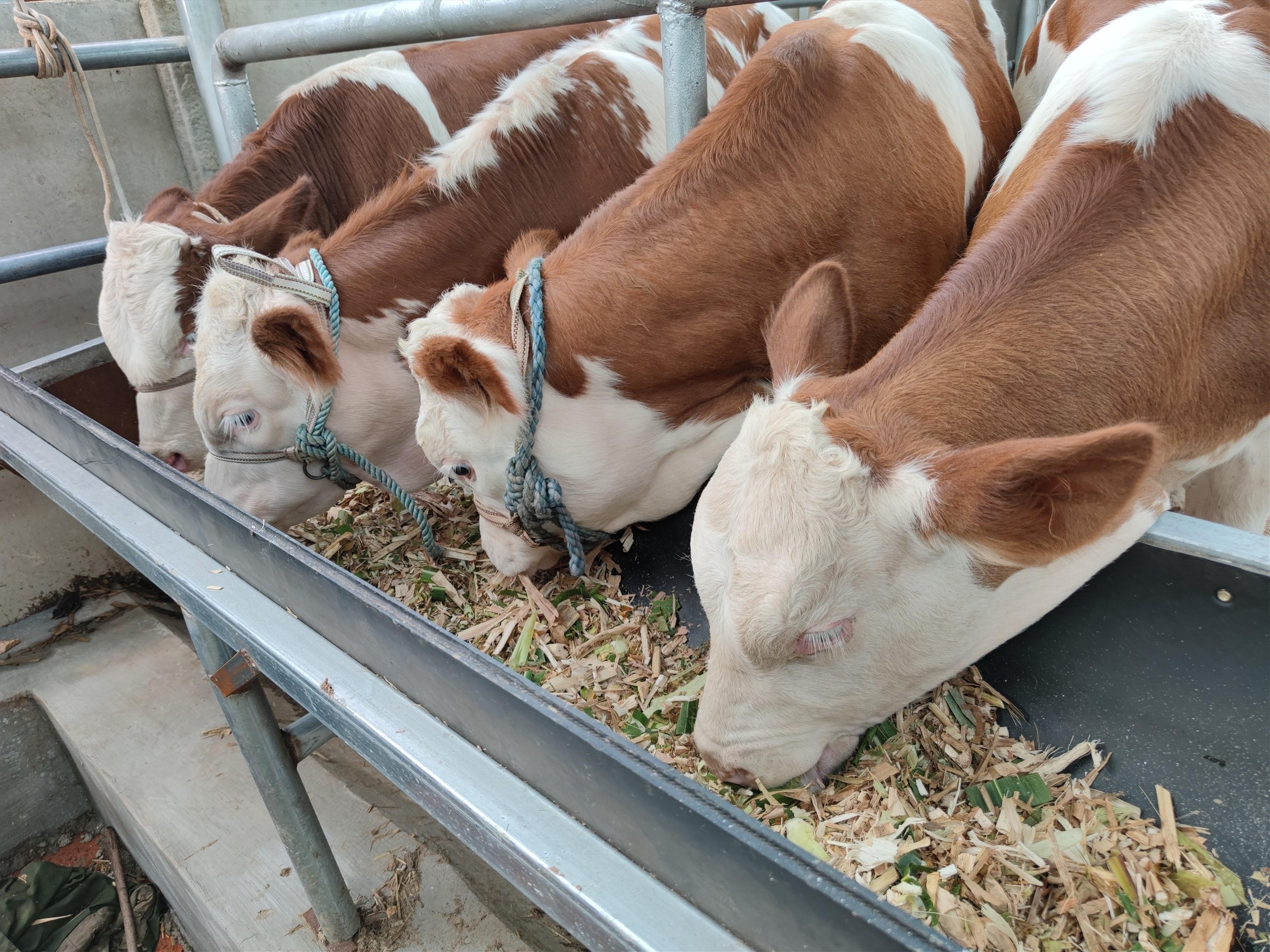 肉牛养殖行业特点，养牛行业的现状和发展前景