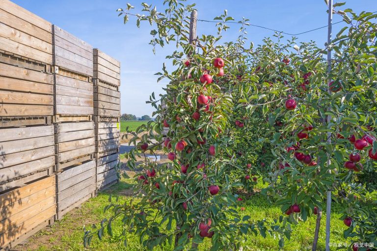 庭院种苹果树能结果吗，4个早熟苹果新品种推荐