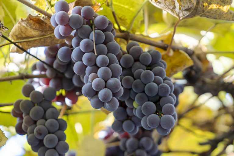 葡萄怎么种植品质高产量好？教你双蔸法种植葡萄