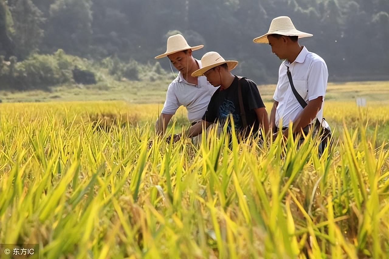 地补取消，农业补贴停发，农民种地意愿大打折扣