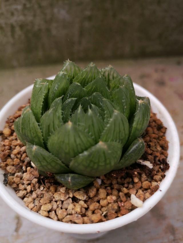 虹之玉怎么浇水，黄丽多肉植物图片？