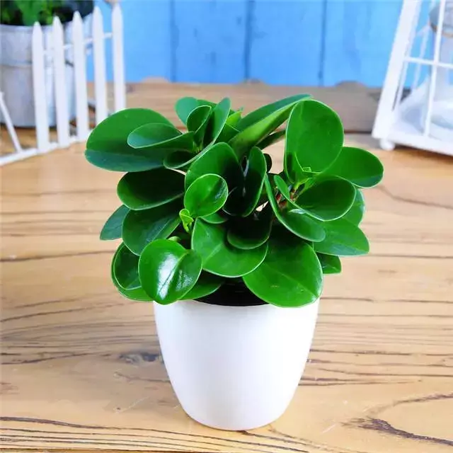 豆瓣绿开花后怎么处理，豆瓣绿开花是什么样子的?