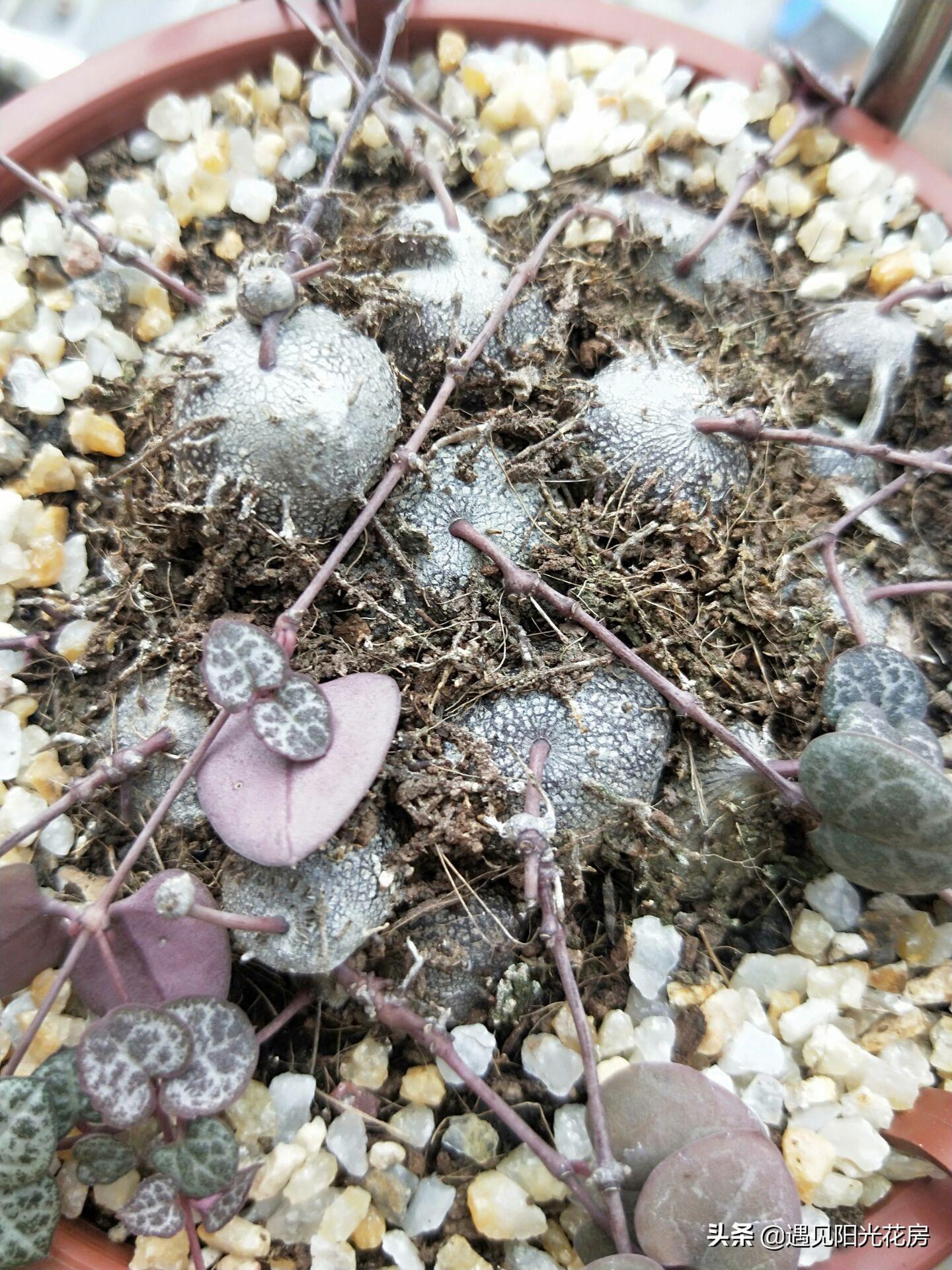 爱之蔓开花吗，开花蔓 范?