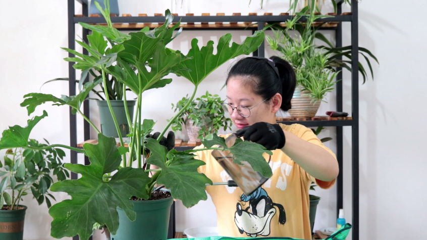 春羽什么时候换盆，春羽为什么家里不能养?