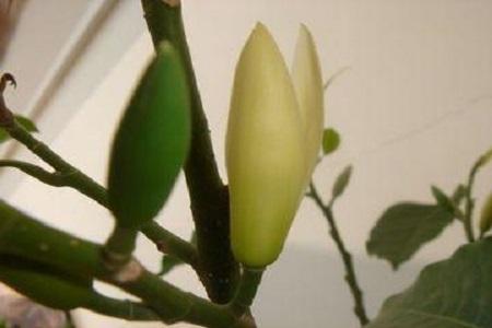 白兰花怎么换盆，白兰花十月份换盆可以吗?
