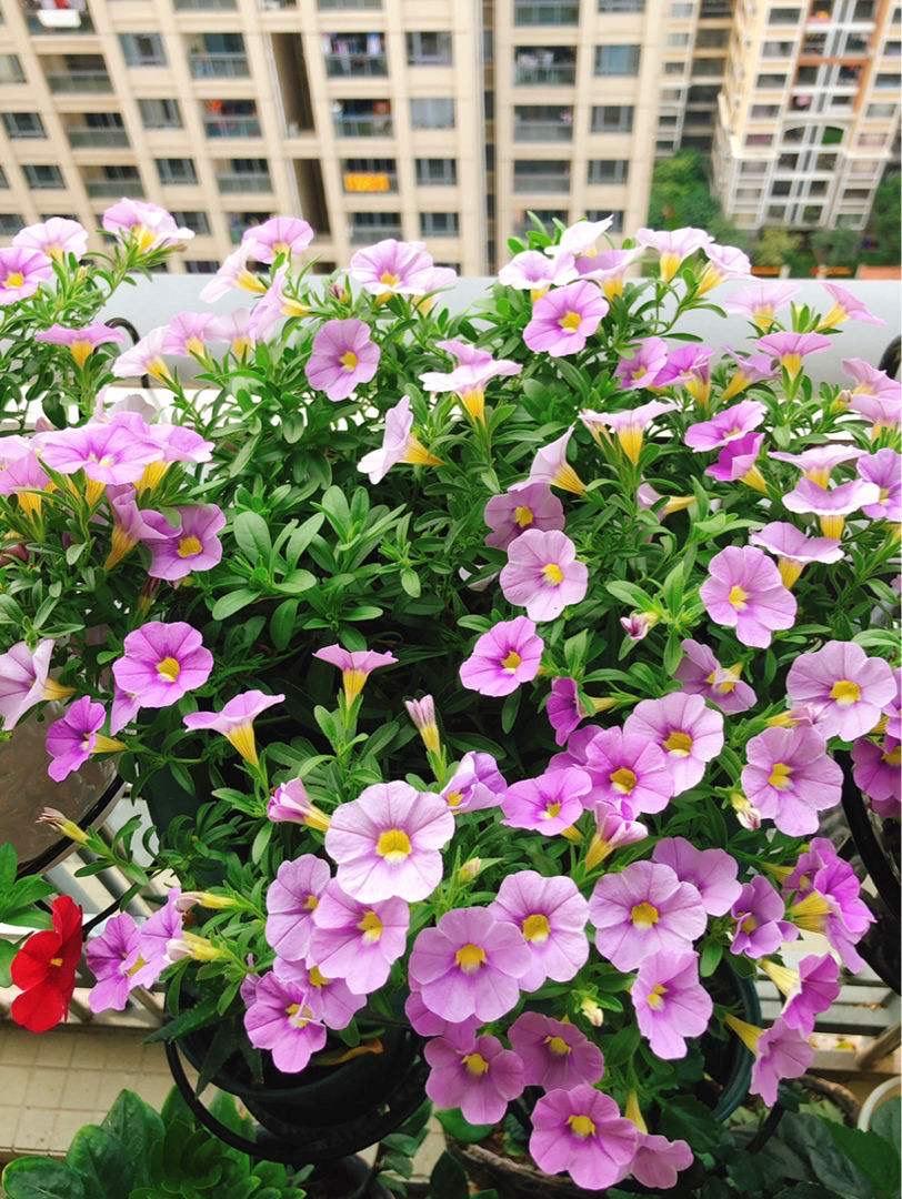 百万小铃怎么修剪，如何快速复花，小玫瑰花谢了怎么修剪?