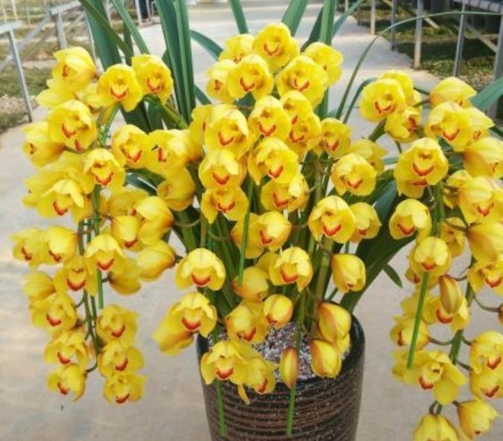 大花蕙兰掉花苞怎么办，有花苞了怎么浇水，大花蕙兰有花苞了怎么浇水?