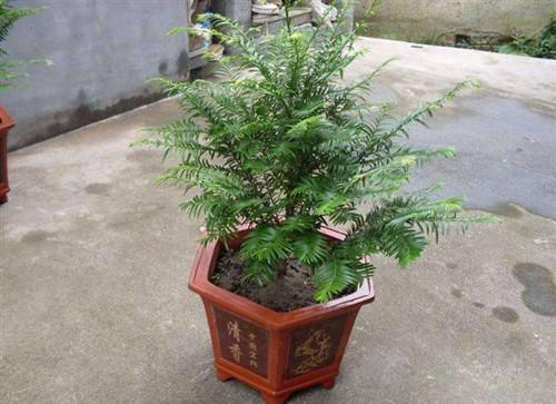 红豆杉盆景修剪方法，红豆杉怎么修剪树形?
