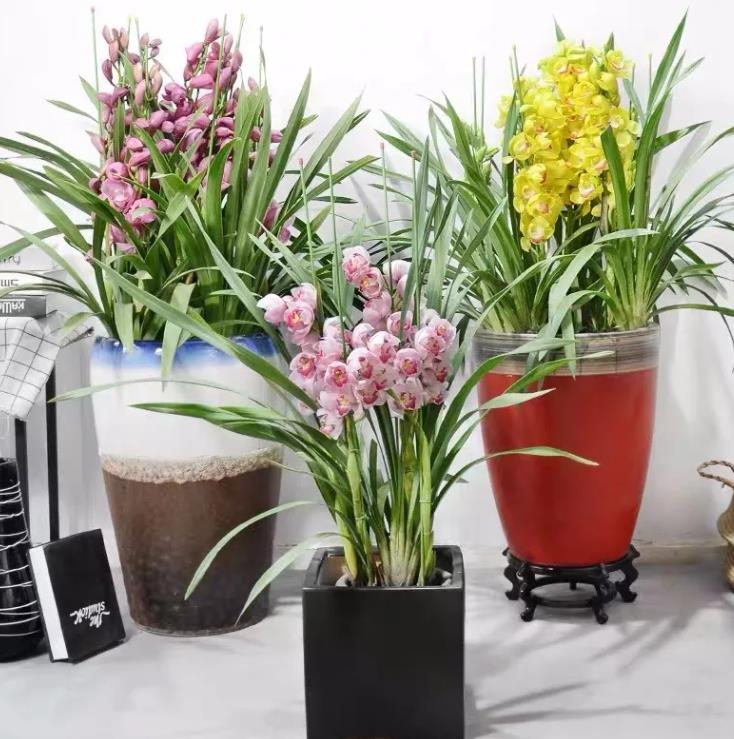 大花蕙兰花期怎么养，开花时能施肥吗，大花蕙兰施肥方法?