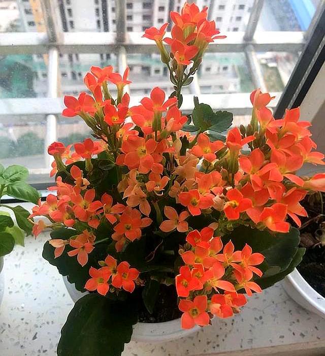 长寿花施肥时间，施肥后叶软发黄怎么办，长寿花叶尖干黄怎么办?