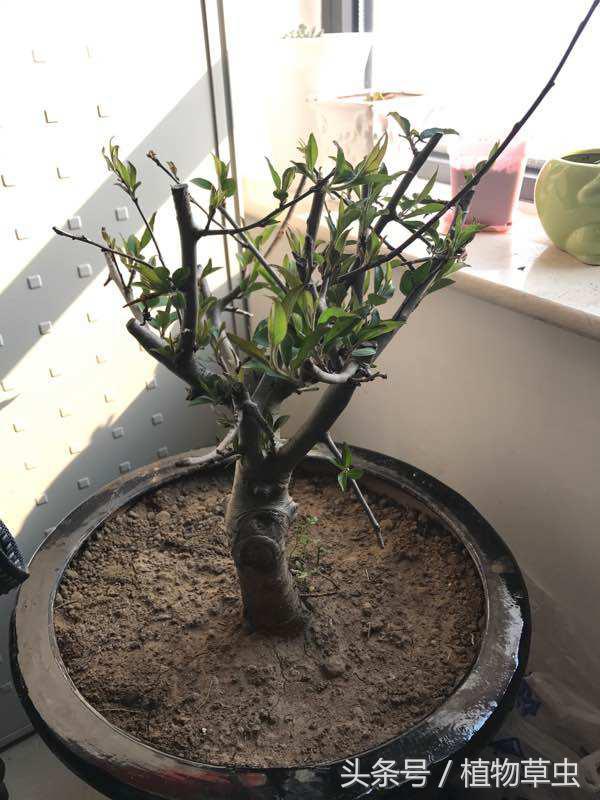 垂枝海棠什么时候开花，垂枝海棠和垂丝海棠?