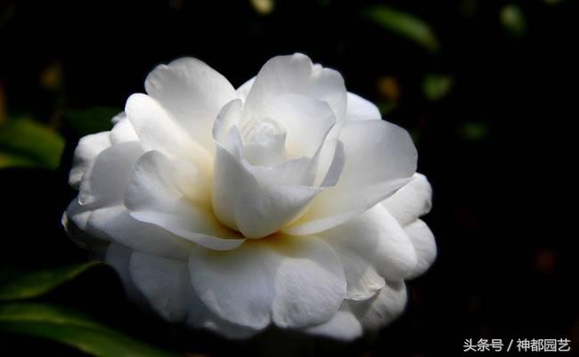 如何使茶梅在元旦开花，茶梅开白花怎么办?