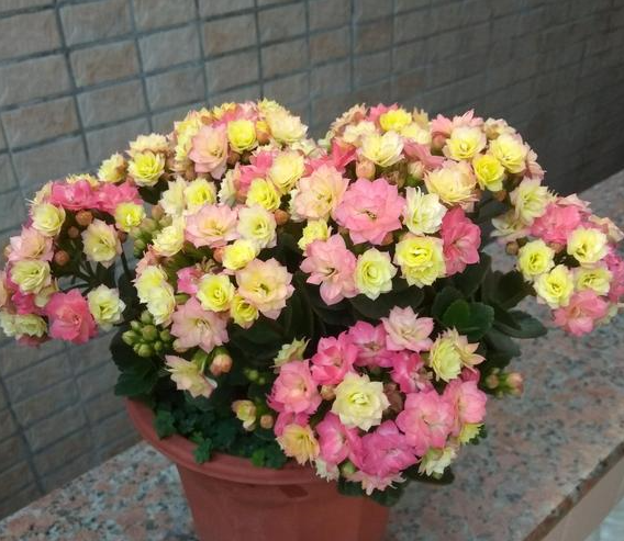 长寿花怎么养才能开花，不开花是什么原因呢，如何让长寿花爆盆开花?