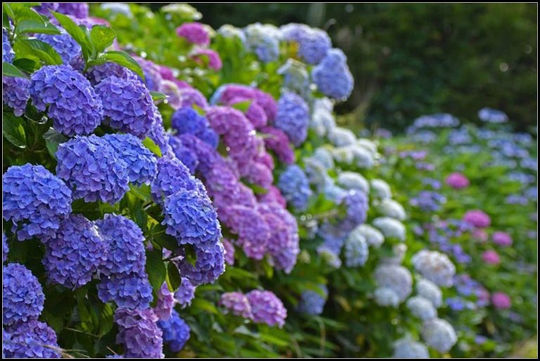 八仙花怎么不开花，八仙花图片?