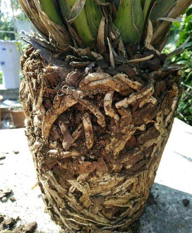 大花蕙兰如何换盆，怎么分株，大花蕙兰几月份换盆?