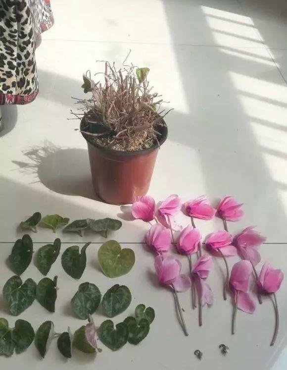 长寿花花谢后如何修剪，怎么处理，杜鹃花花谢后怎样修剪?