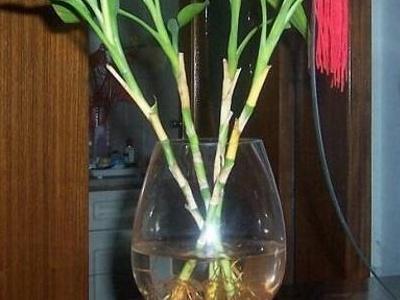 土养富贵竹怎么浇水，土养富贵竹怎么施肥，富贵竹的土壤养殖方法?