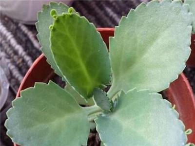 落地生根开花吗，落地生根会开花吗什么时候开花?