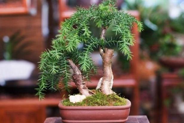澳洲杉怎么造型，澳洲杉盆景制作?