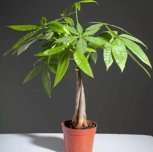 家养发财树怎样过冬，能用硫酸亚铁水浇吗，招财树冬天怎么养?