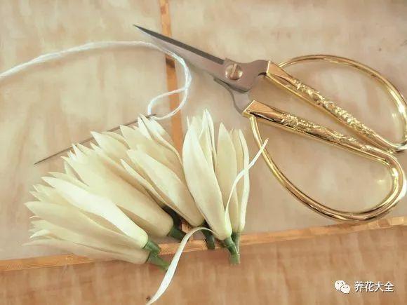 白兰花什么时候开花，地栽白兰花过冬?