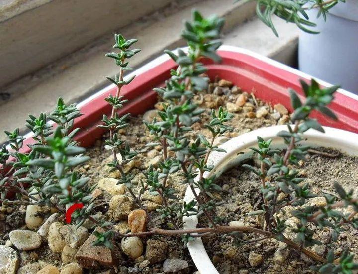 茶花压条多久生根，空中压条繁殖技术，腊梅压条繁殖时间?