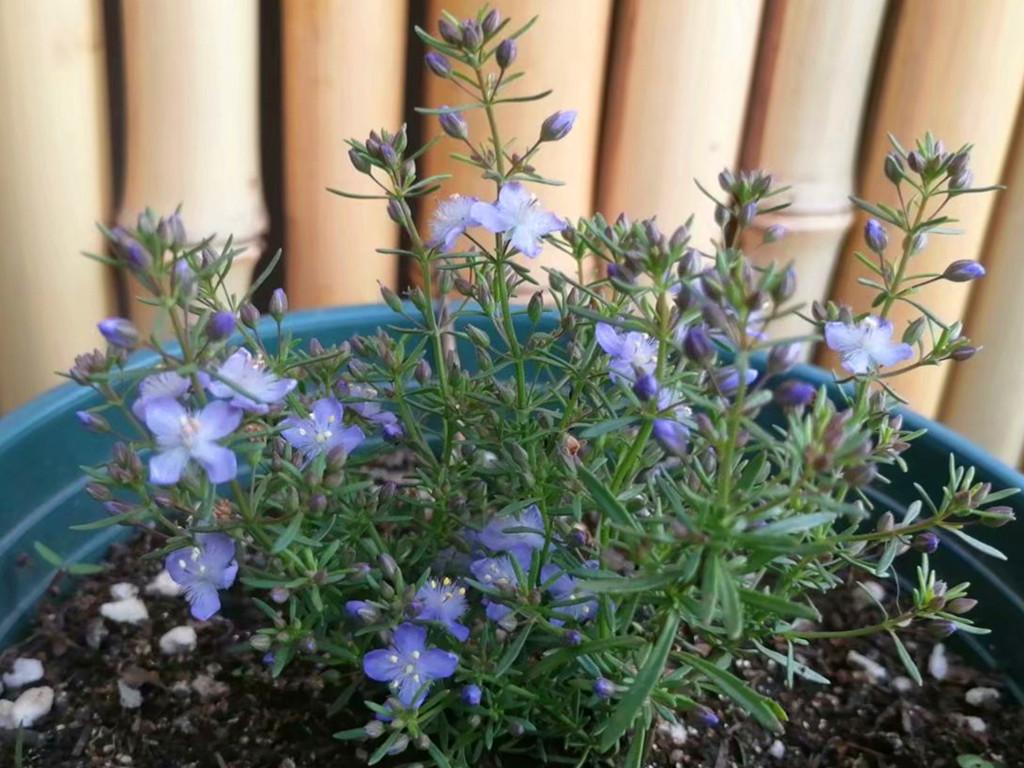 地肤开花吗，常年爆盆的花?