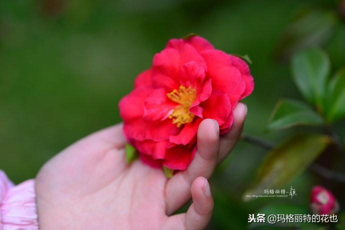 如何使茶梅在圣诞开花，茶梅开白花怎么办?