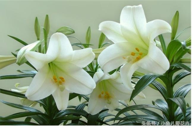 百合开花之后怎么处理，百合一年开花几次，如何让百合分叉多开花?