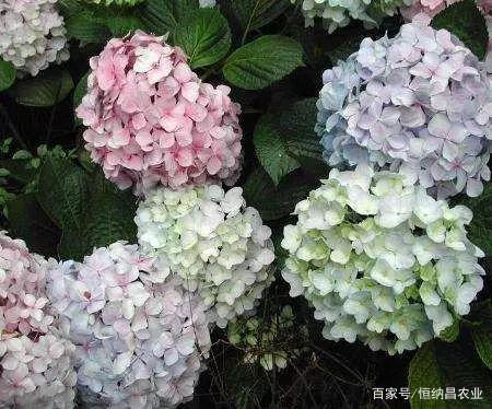 盆栽八仙花换盆及修剪方法，盆栽换盆的最佳时间?