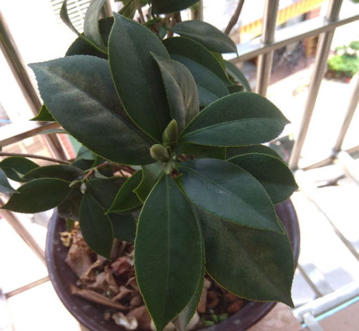 茶花繁殖方法，茶花如何繁殖，茶花繁殖方法和时间?