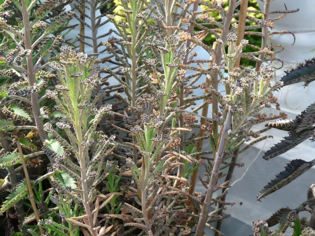 落地生根怎么养才能开花，长寿花怎么养才能爆盆?