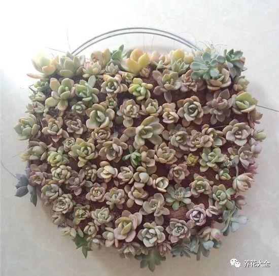 百万小铃的繁殖方法，什么时候扦插，金鱼吊兰的扦插方法和注意事项?