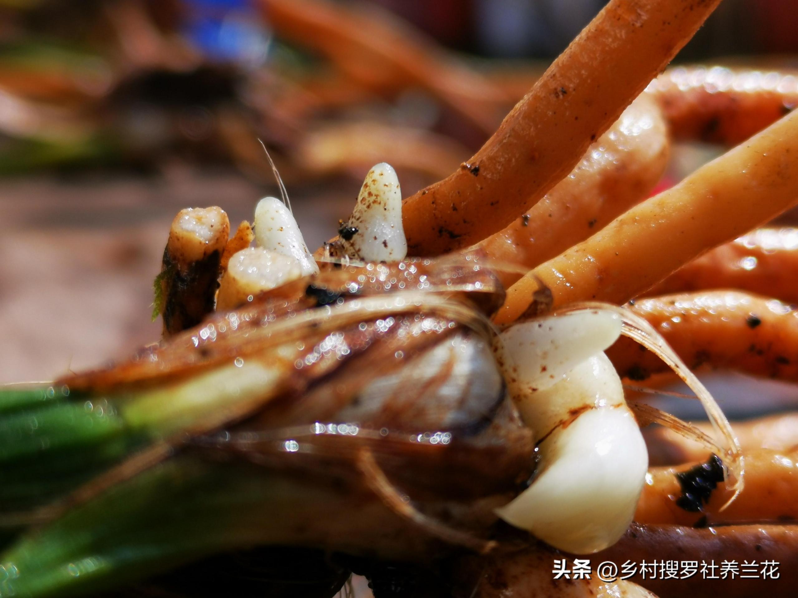 春兰怎么繁殖，兰花种子繁殖技术?