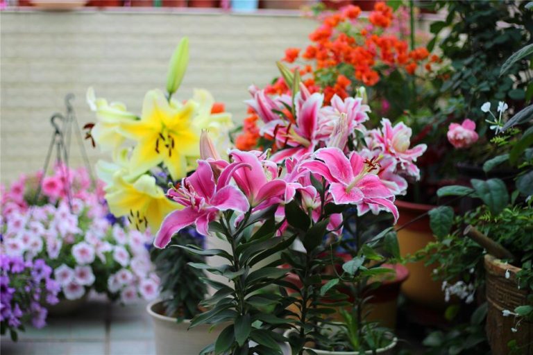 百合换盆后枯萎了的原因，怎么解决，茶花换盆后掉叶怎么办?