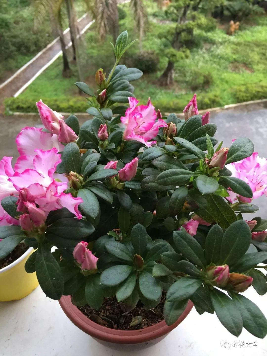 怎么让杜鹃花开花，开花前用什么肥，什么肥能让花卉快速生长?