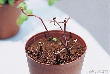 怎么让薄荷茎叶粗壮，怎么修剪，怎么让植物的茎干粗壮?