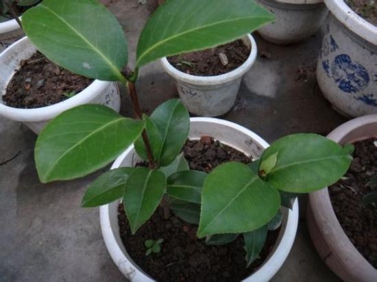 茶花换盆后掉叶怎么办，茶花怎么服盆，茶花叶子掉光了能活吗?