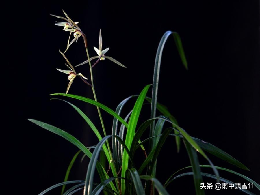 寒兰怎么繁殖，繁殖的意思?