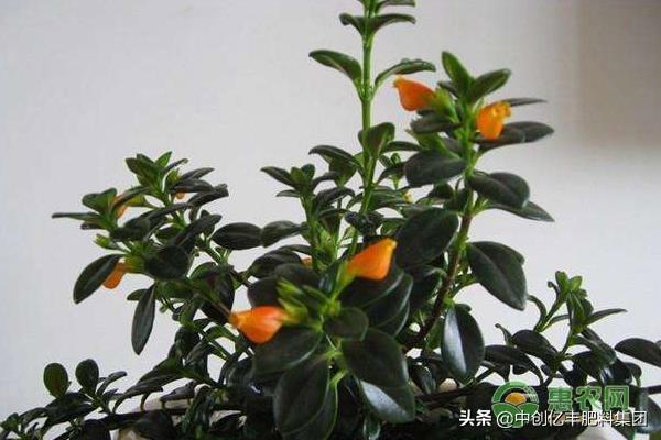 怎么让金鱼吊兰开花，开花期怎么养，金鱼吊兰修剪教程?