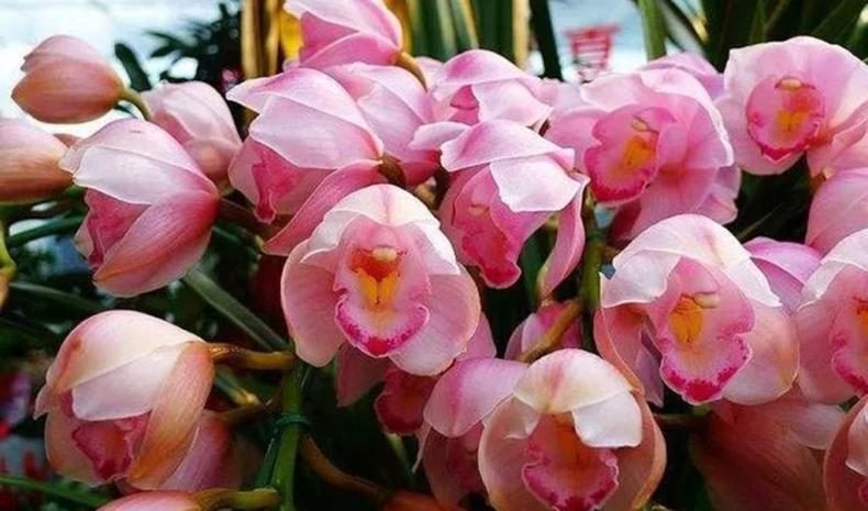 大花蕙兰花期怎样浇水，大花蕙兰怎么浇水合适?